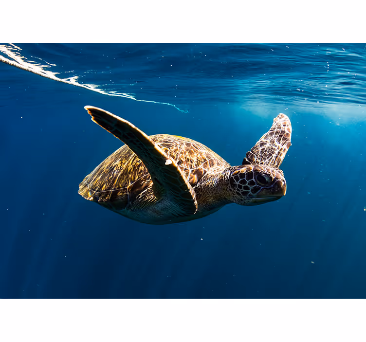Schildpad onderwater fotobehang - TenStickers