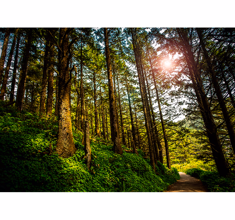 Natuurlijk fotobehang met veel groen en bomen - TenStickers