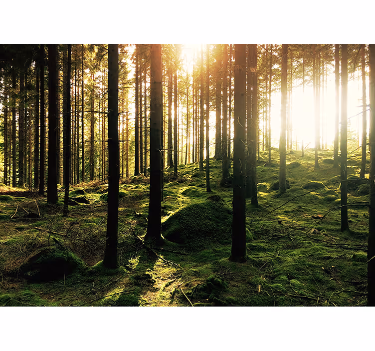 Natuur fotobehang met veel bomen en groen - TenStickers