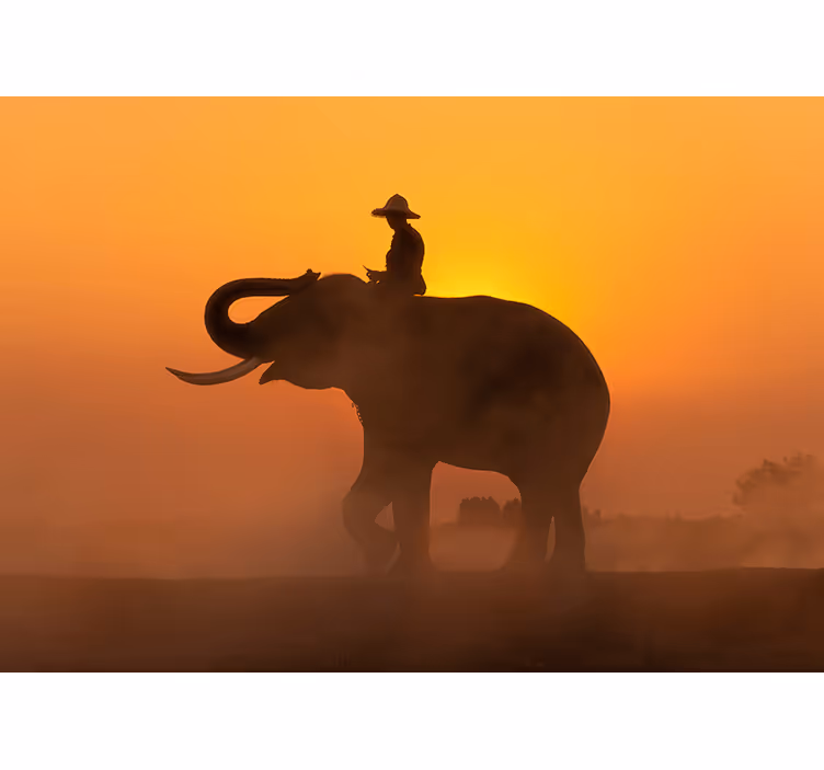 Aziatische olifant bij zonsondergang fotobehang - TenStickers