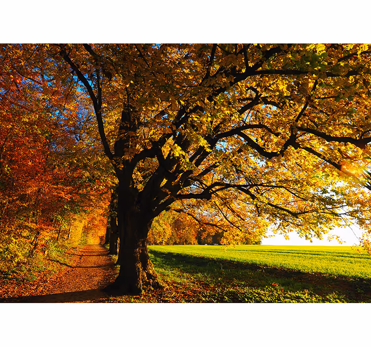 Fotobehang boom in de herfst - TenStickers