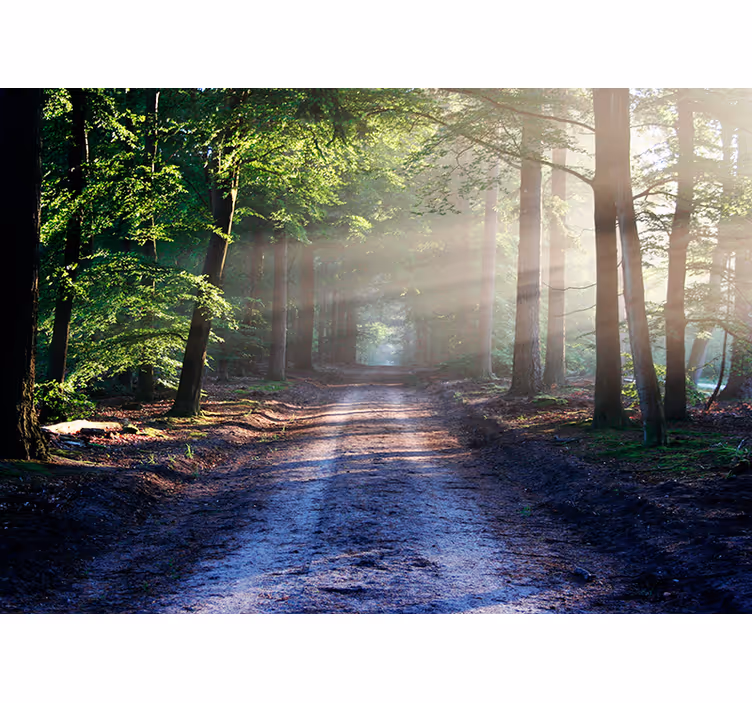 Fotobehang boom donker bos met zonlicht - TenStickers
