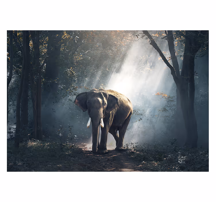 Fotobehang dieren majestueuze bosolifant - TenStickers