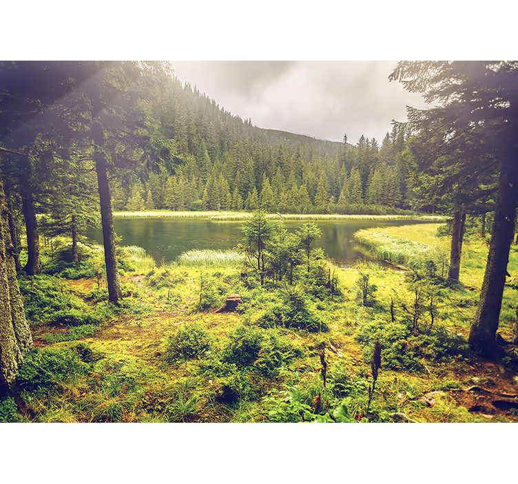 Groene bomen bos fotobehang - TenStickers