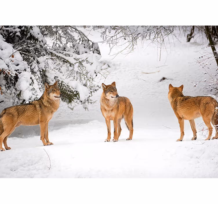 Wolven in de bergen dieren fotobehang - TenStickers
