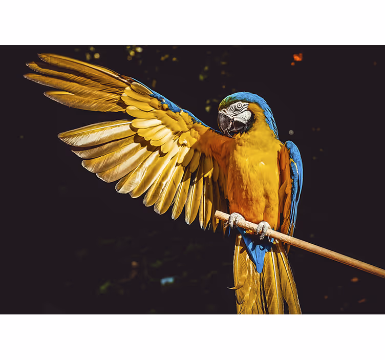 Fotobehang dieren majestueuze papegaai tentoonstelling - TenStickers