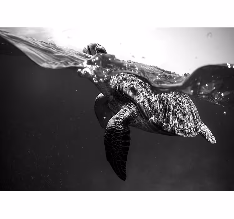 Fotobehang zwart-witte zwemmende schildpad - TenStickers