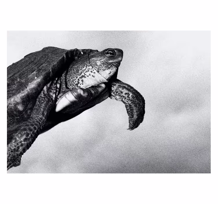 Schildpad zwemmen foto behang diverse dieren - TenStickers