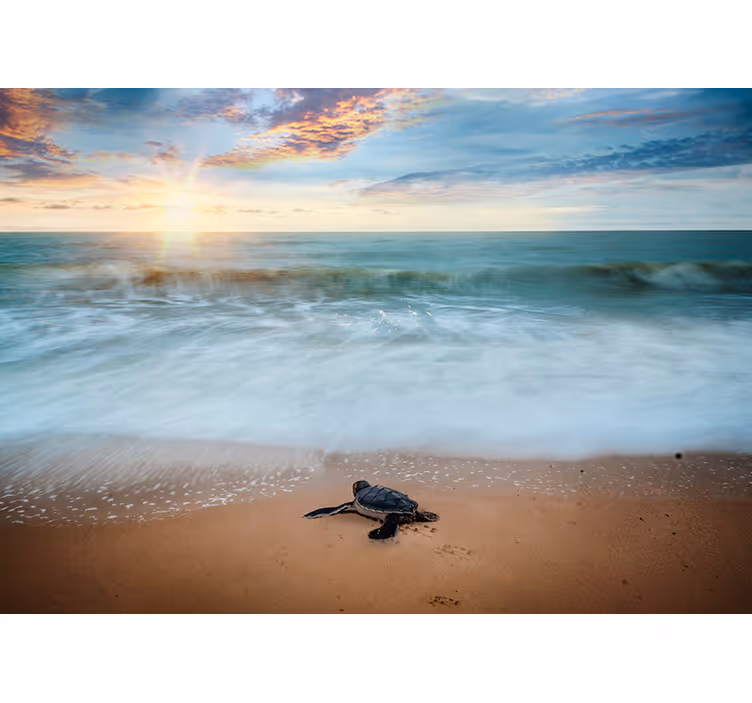 Fotobehang dieren Schildpad aan de kust - TenStickers