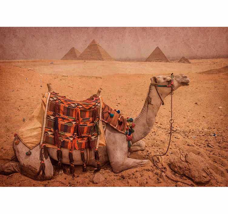 Woestijn fotobehang Kameel voor een piramide - TenStickers