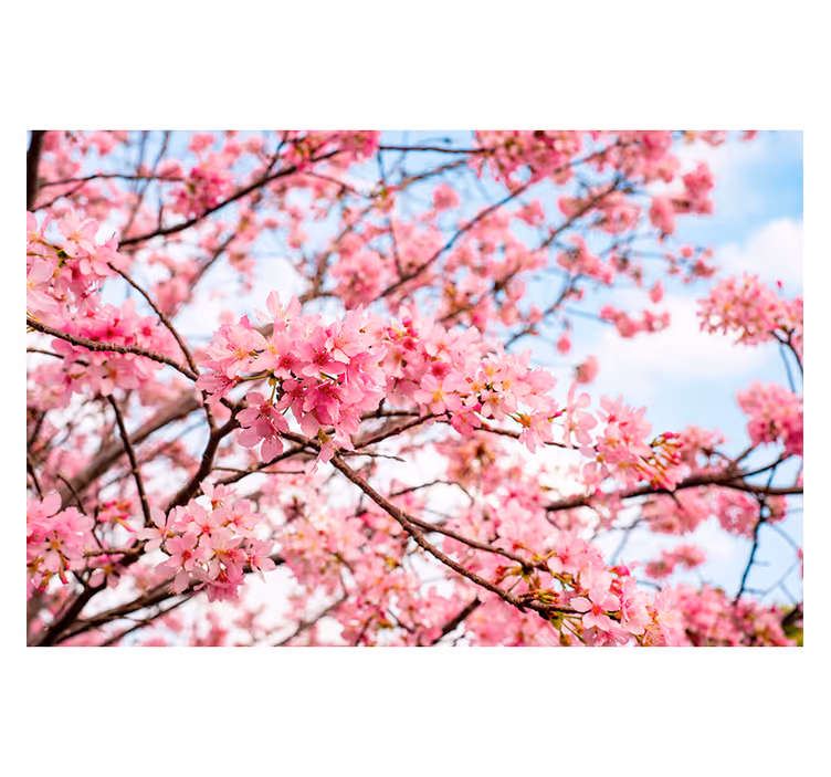 Fotobehang bloemen kersenbloesem genot - TenStickers