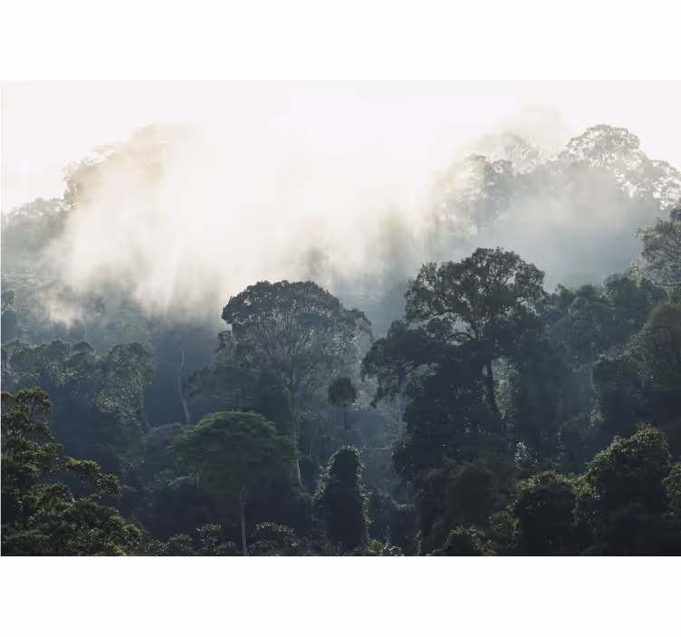 Foto behang natuur mistige bosuitzicht - TenStickers