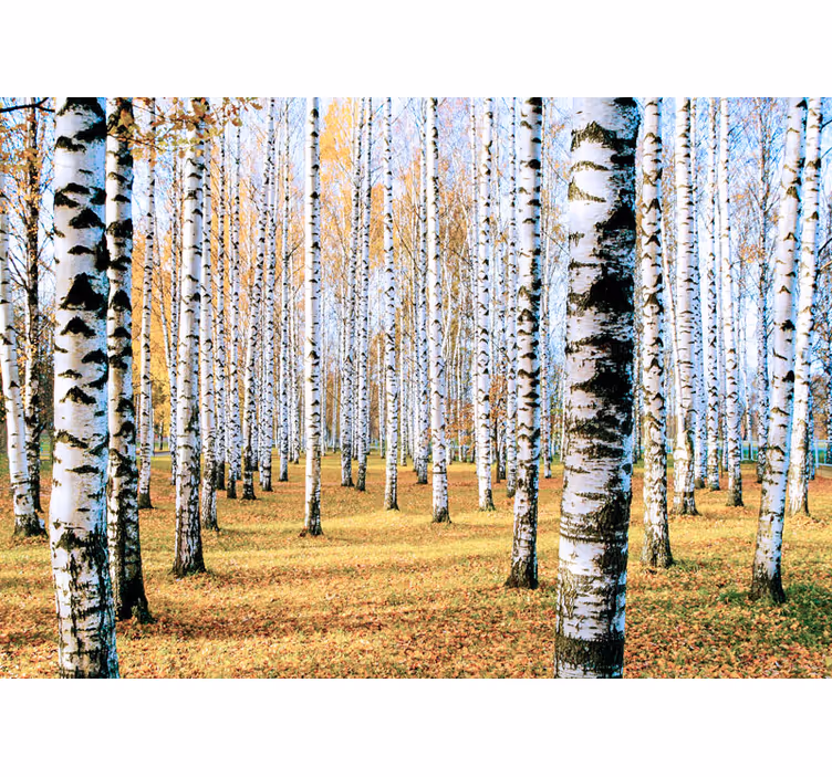 Behang bos berkenbomen landschap - TenStickers