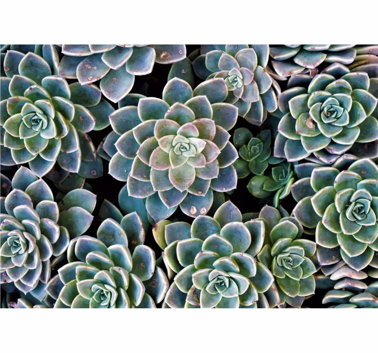 Succulente plantencollectie foto behang natuur - TenStickers