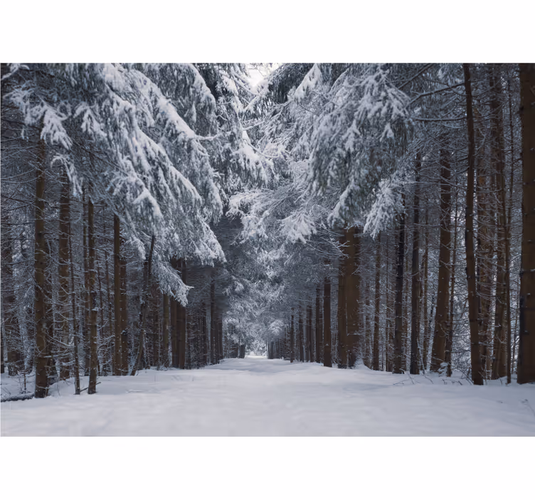 Besneeuwd dennenpad foto behang bos - TenStickers
