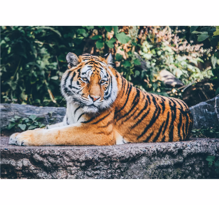 Majestueuze tijgerblik fotobehang dieren - TenStickers