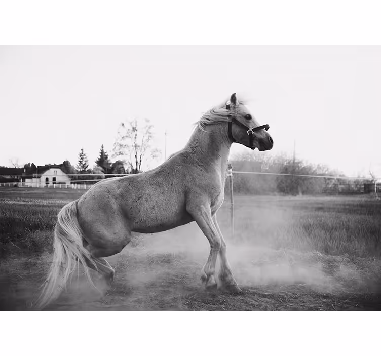 Fotobehang dieren galopperend pony - TenStickers