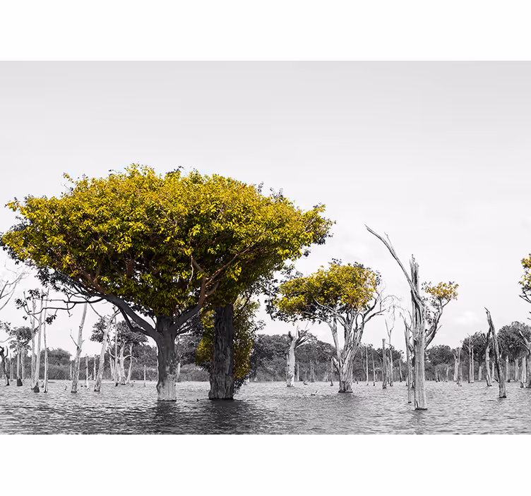 Grote droge bomen fotobehang Afrikaanse stijl - TenStickers