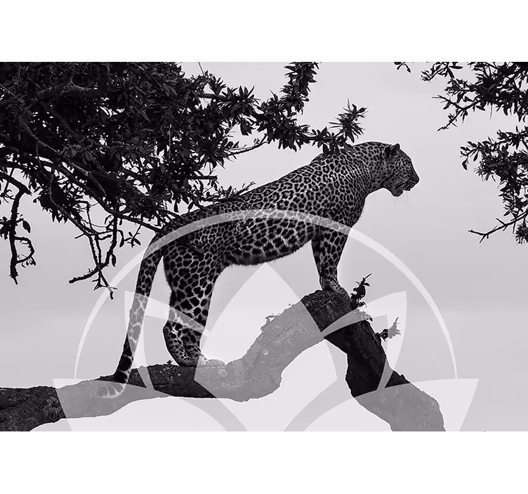 Luipaard in boom fotobehang dieren - TenStickers