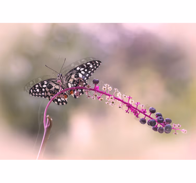 Vlinder op bloem fotobehang bloemen - TenStickers