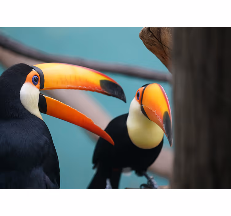 Toekanvogelpaar fotobehang dieren - TenStickers