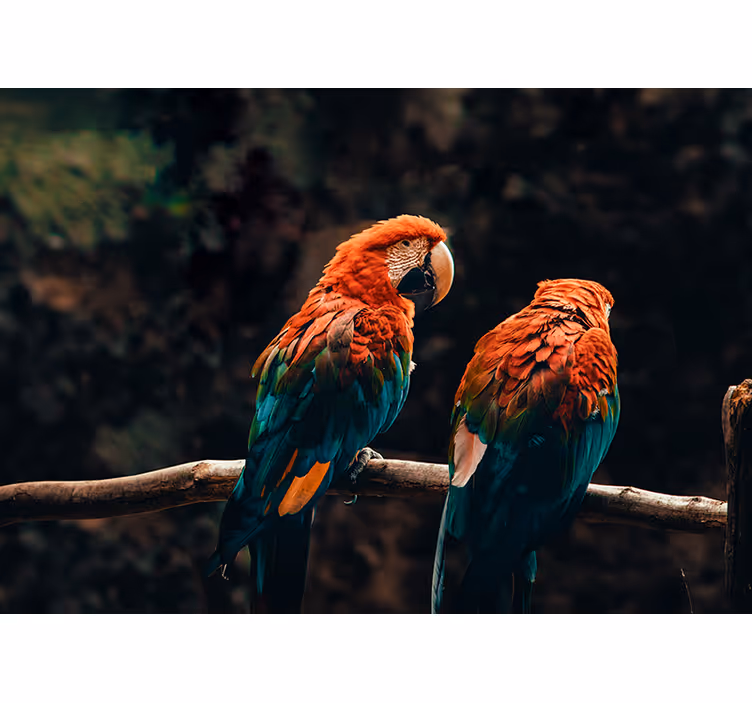 Kleurrijke papegaaien samen fotobehang dieren - TenStickers