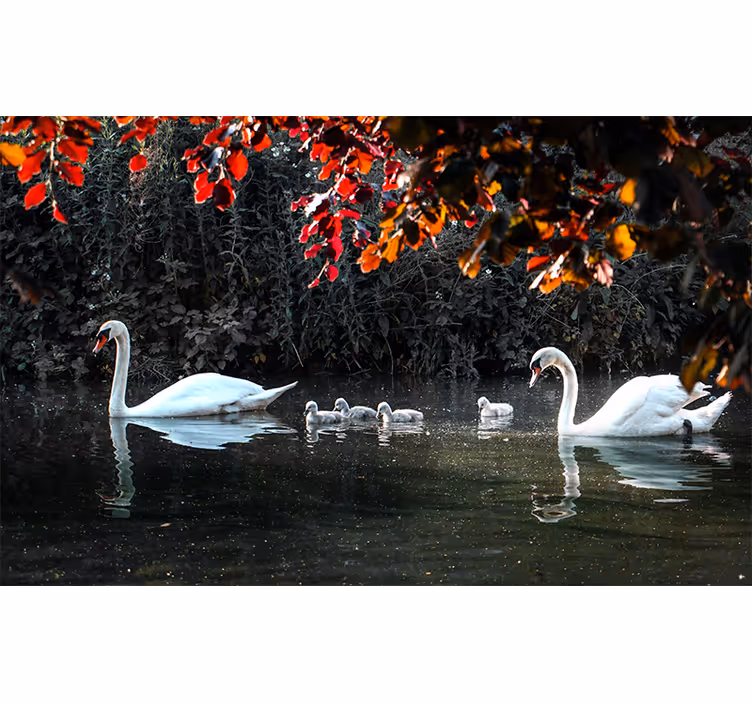 Fotobehang dieren elegante zwanenfamilie - TenStickers