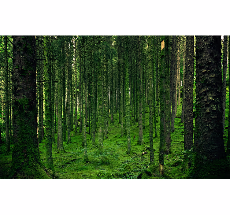 Foto behang bos groene woud - TenStickers