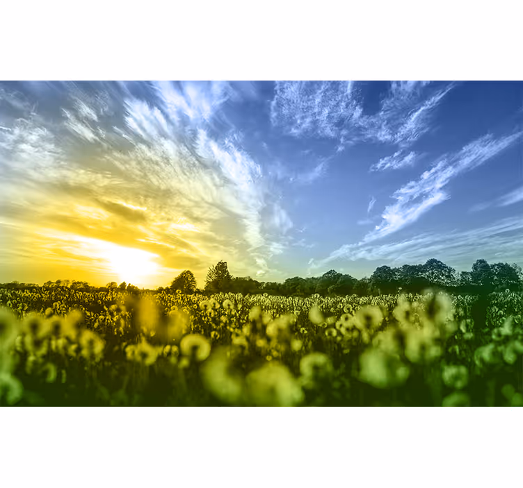 Zonsondergang bloemenveld fotobehang bloemen - TenStickers