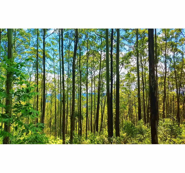 Foto behang natuur hoge groene bomen - TenStickers