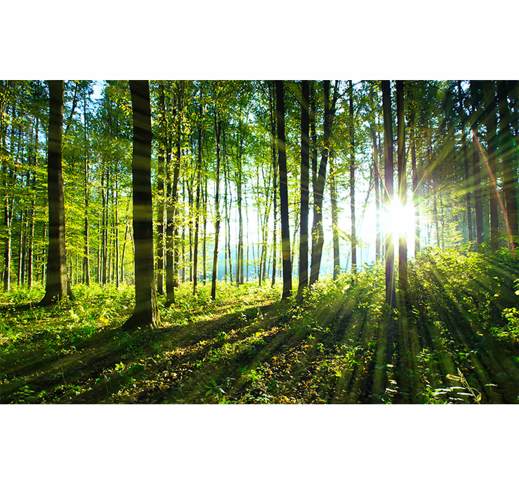 Foto behang bos zonovergoten boszicht - TenStickers