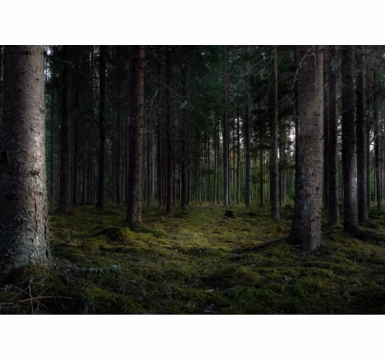 Weelderig boslandschap foto behang bos - TenStickers