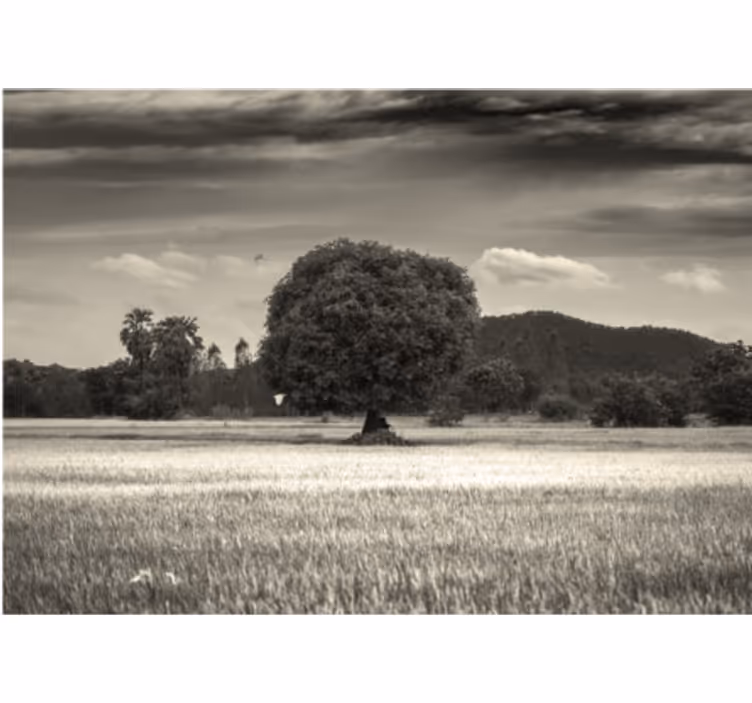 Eenzaam boomlandschap bomen fotobehang - TenStickers