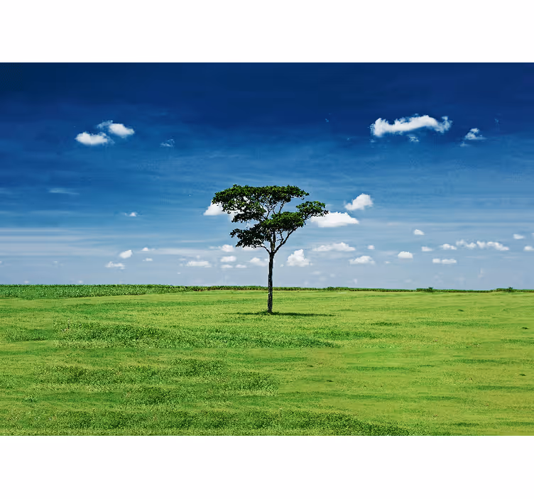 Eenzame groene boom foto behang natuur - TenStickers