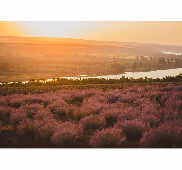 Lavendel zonsondergang landschap fotobehang bloemen - TenStickers