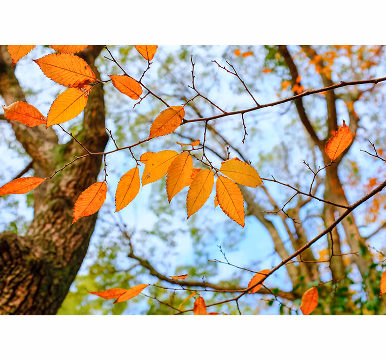 Herfstbladeren tak bomen fotobehang - TenStickers