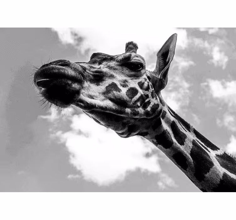 Giraffenportret fotobehang dieren - TenStickers