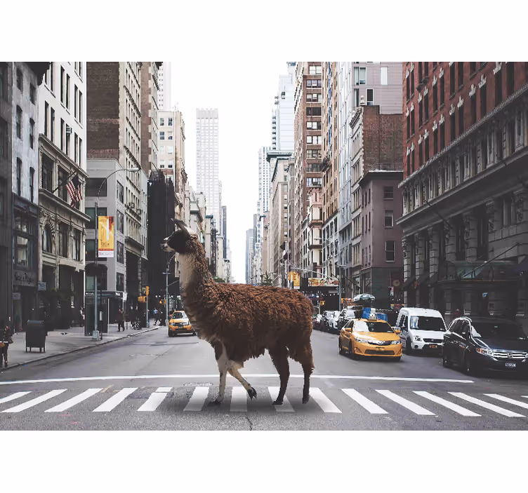 Fotobehang dieren lama op straat - TenStickers