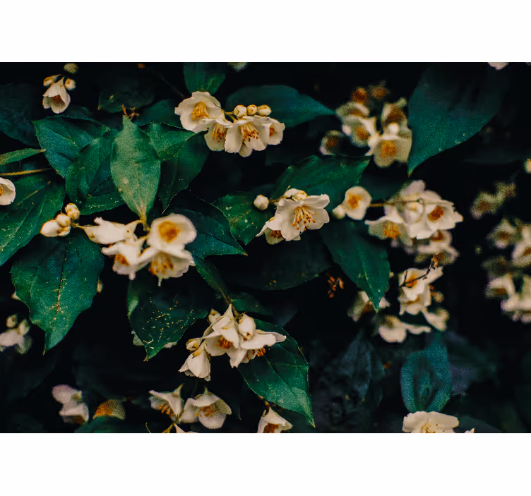 Fotobehang bloemen delicate witte bloesems - TenStickers