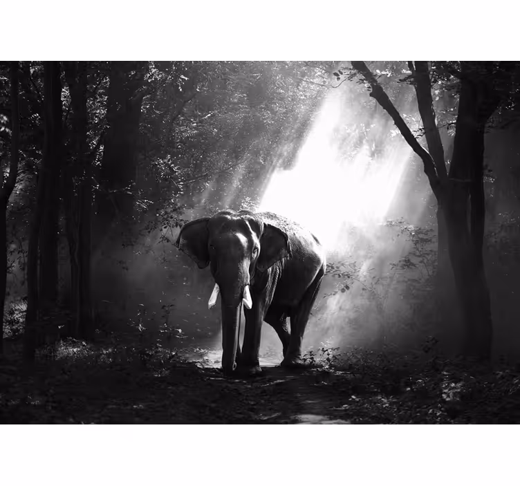 Majestueuze ontmoeting met olifanten fotobehang dieren - TenStickers
