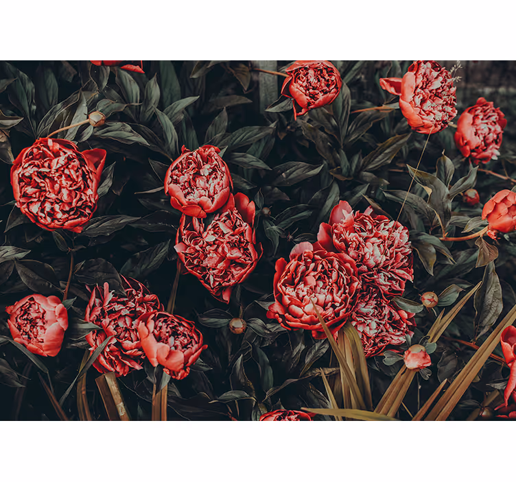 Pioenroos bloemstuk fotobehang bloemen - TenStickers
