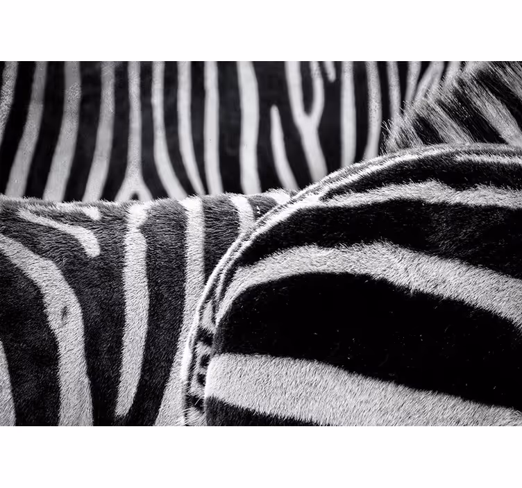 Realistische zebrastrepen fotobehang dieren - TenStickers