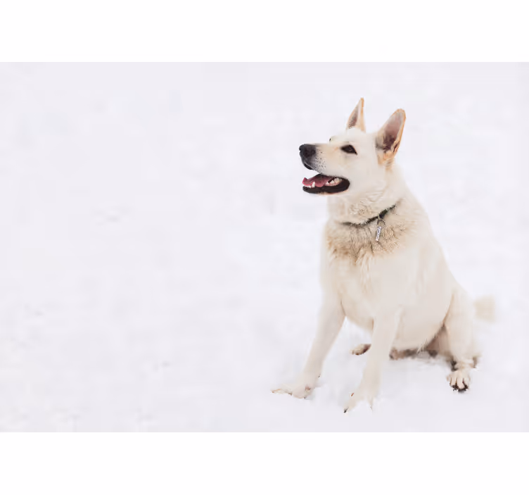 Blije witte hond fotobehang dieren - TenStickers