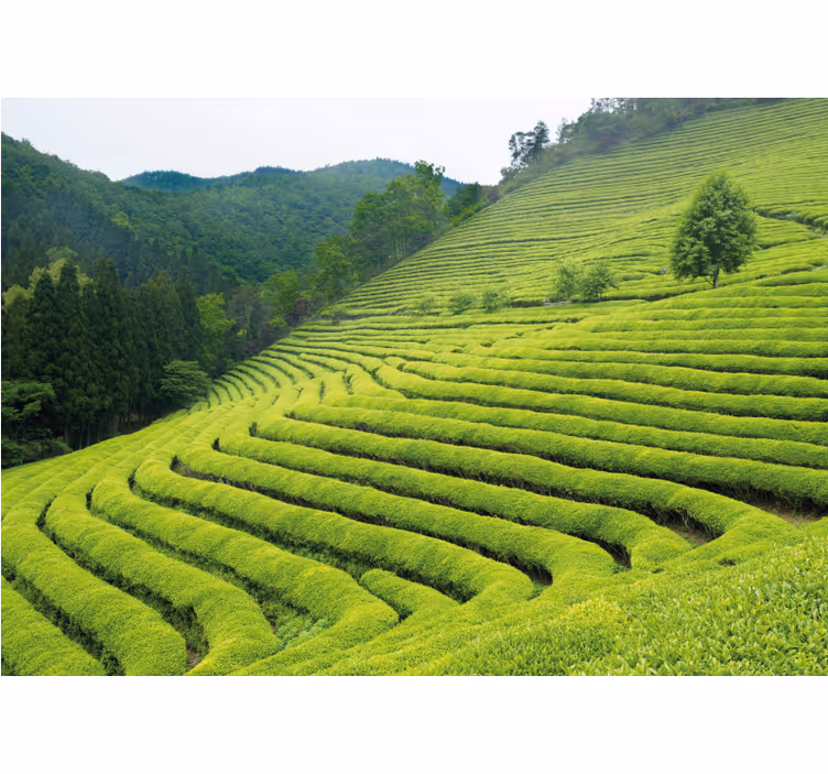 Foto behang natuur theeplantage landschap - TenStickers
