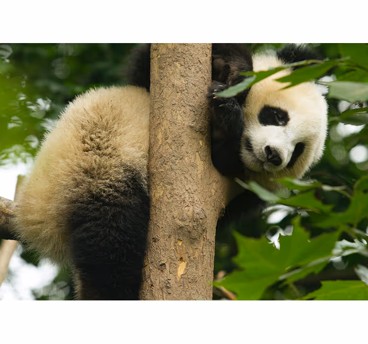 Panda klimt in de boom fotobehang dieren - TenStickers