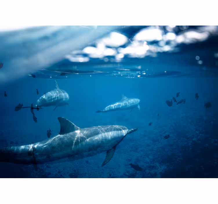 Ontmoeting met dolfijnen onder water fotobehang strand - TenStickers
