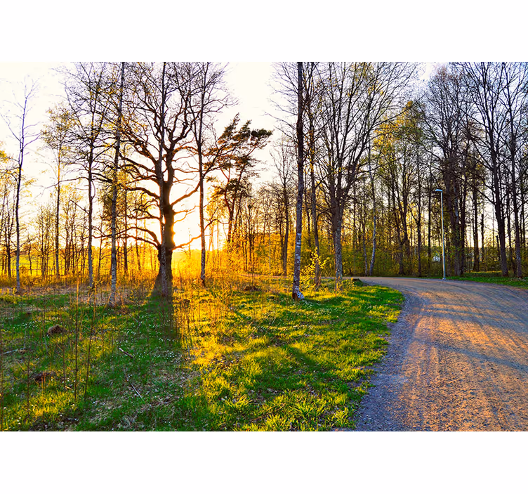 Foto behang natuur zonovergoten bospad - TenStickers