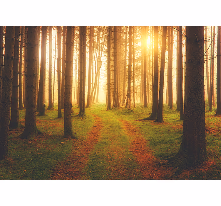 Behang bos woodland trail view - TenStickers