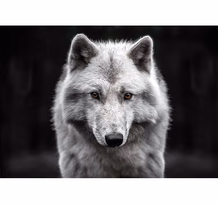 Majestueus wolvenportret fotobehang dieren - TenStickers