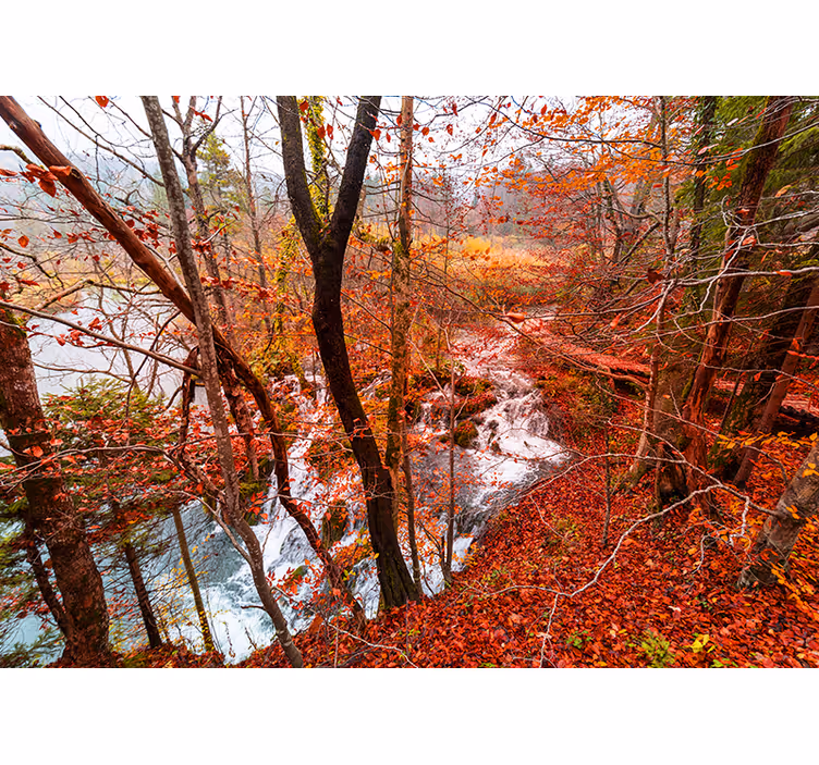 Herfstbos scène foto behang natuur - TenStickers